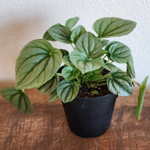 Peperomia - Frost