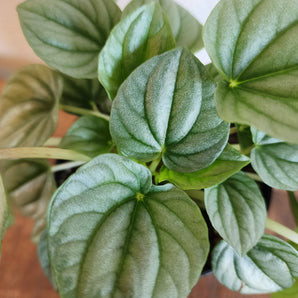 Peperomia - Frost