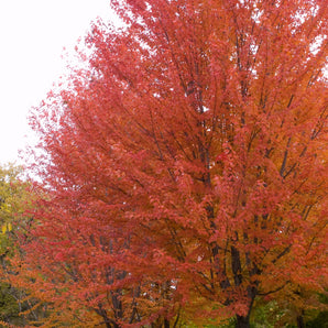 Maple - Autumn Blaze