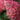 Hydrangea Tree - Vanilla Strawberry