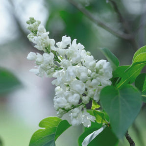 Lilac - Common White