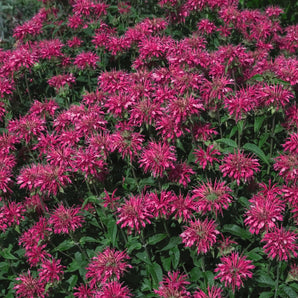 Bee Balm - Coral Reef