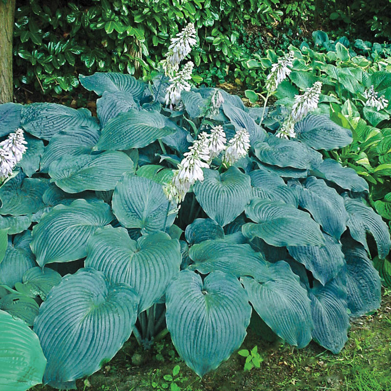 Hosta