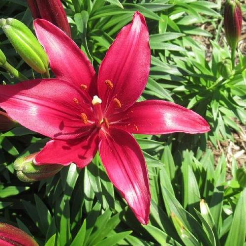 tiny ghost asiatic lily care Asiatic Lily
