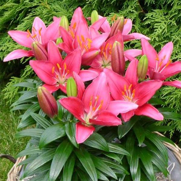 tiny hero asiatic lily Asiatic Lily