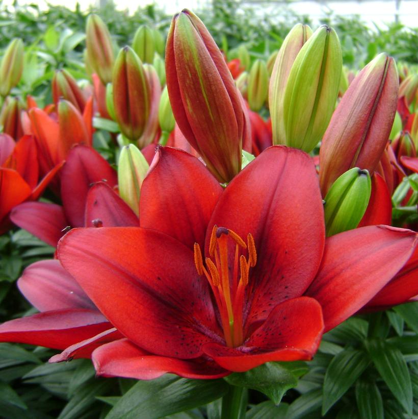 tiny skyline asiatic lily Asiatic Lily
