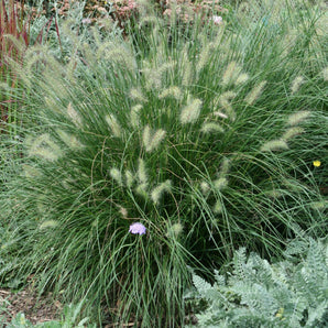 Dwarf Fountain Grass - Hameln