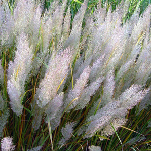 Feather Reed Grass - Korean