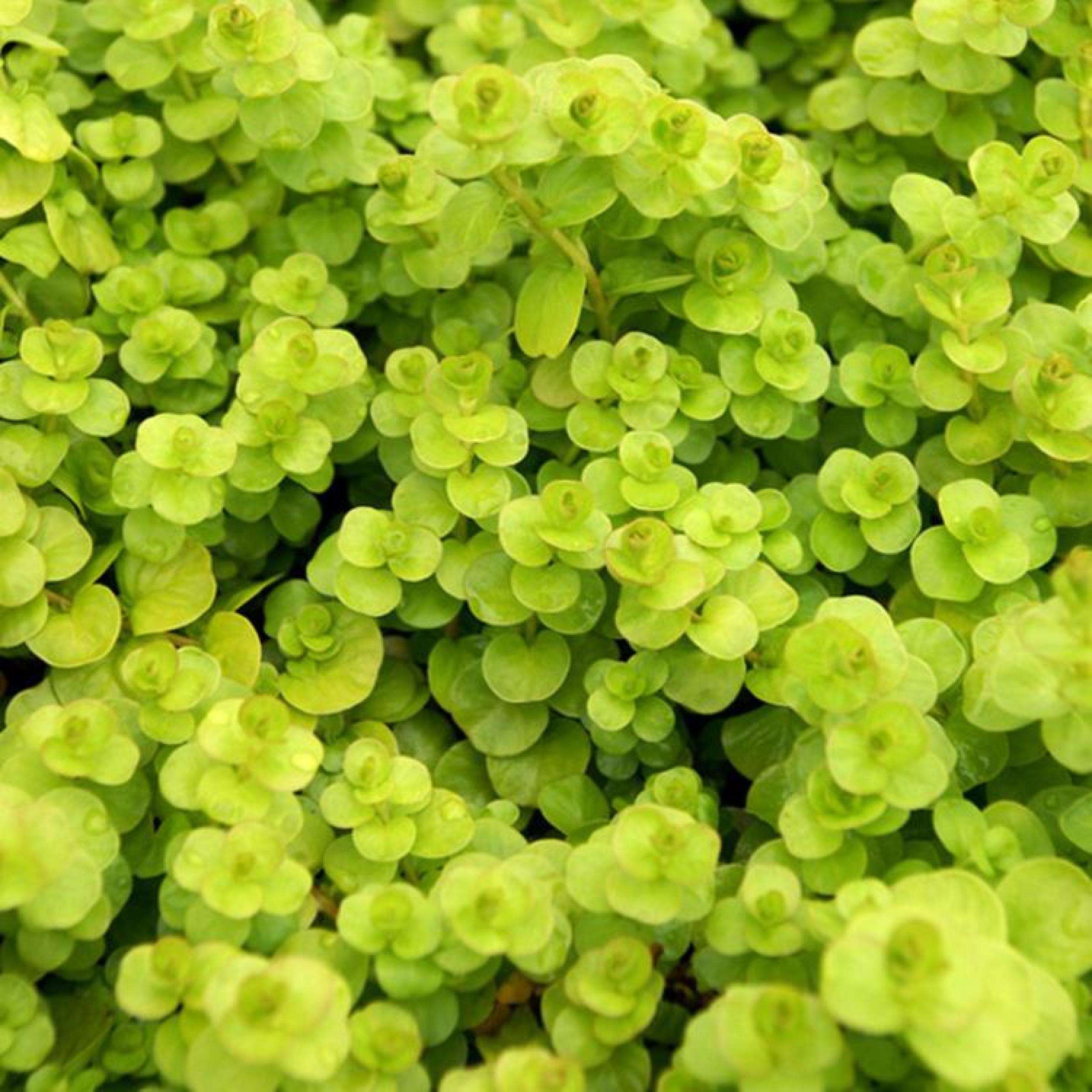 is creeping jenny an indoor plant Creeping Jenny