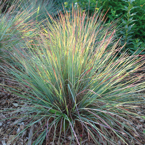 Little Bluestem Grass - Standing Ovation