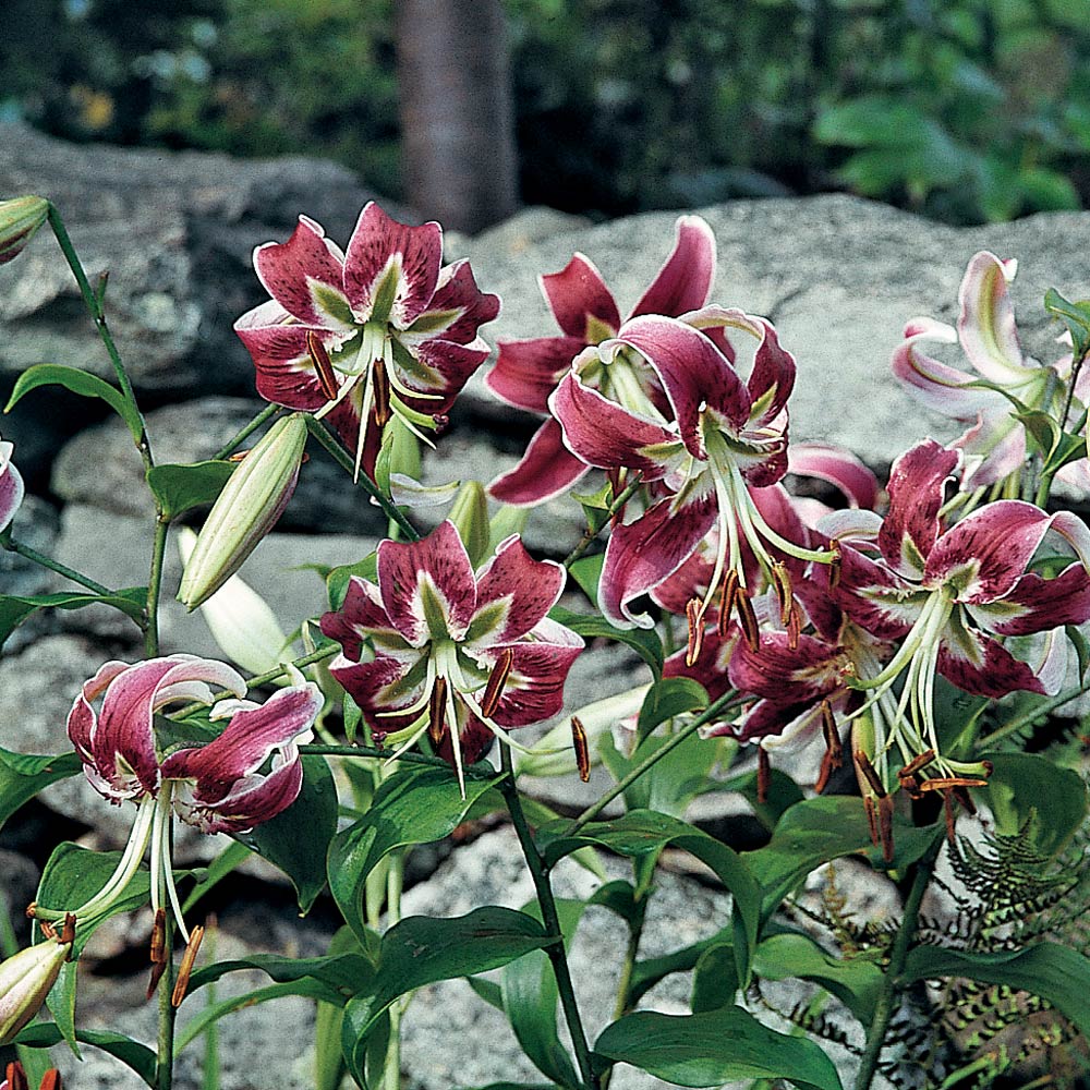 black beauty asiatic lily Asiatic Lily