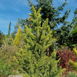 Spruce - Cupressina