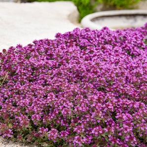 Thyme - Creeping Red