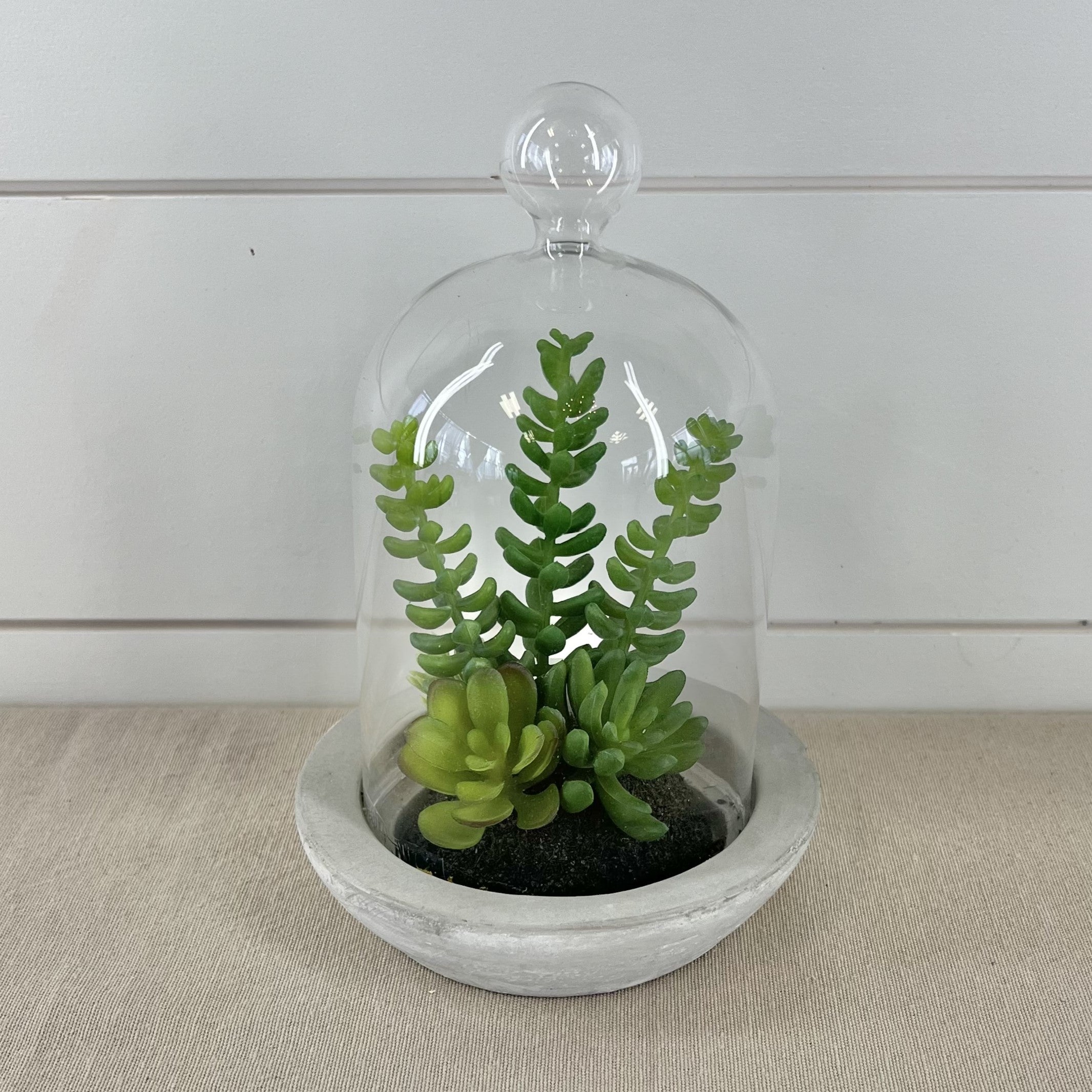 succulent that looks like glass Succulents in Glass Dome – SheyWest