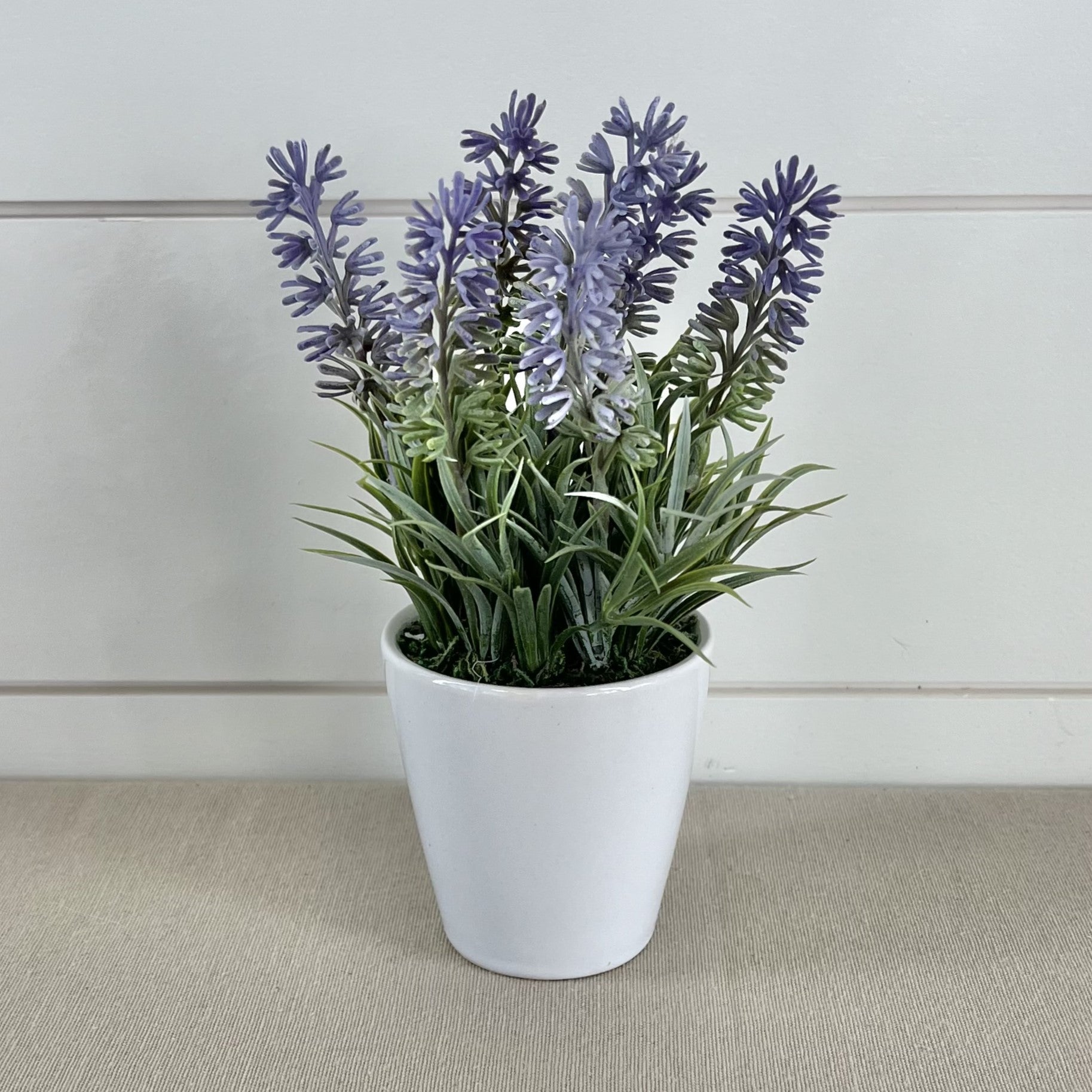 potted lavender plant gift Lavender in Pot