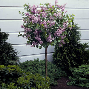 Lilac Tree - Dwarf Korean