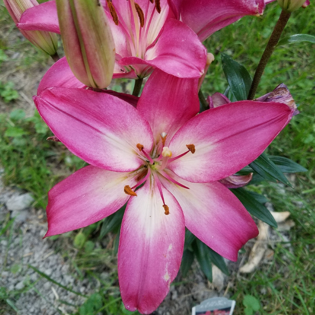 dimension asiatic lily Asiatic Lily
