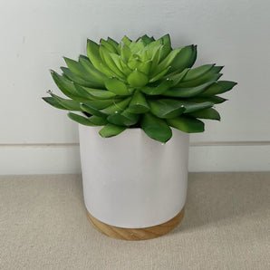 Succulent in Pot - White & Wood
