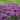 Allium - Lavender Bubbles