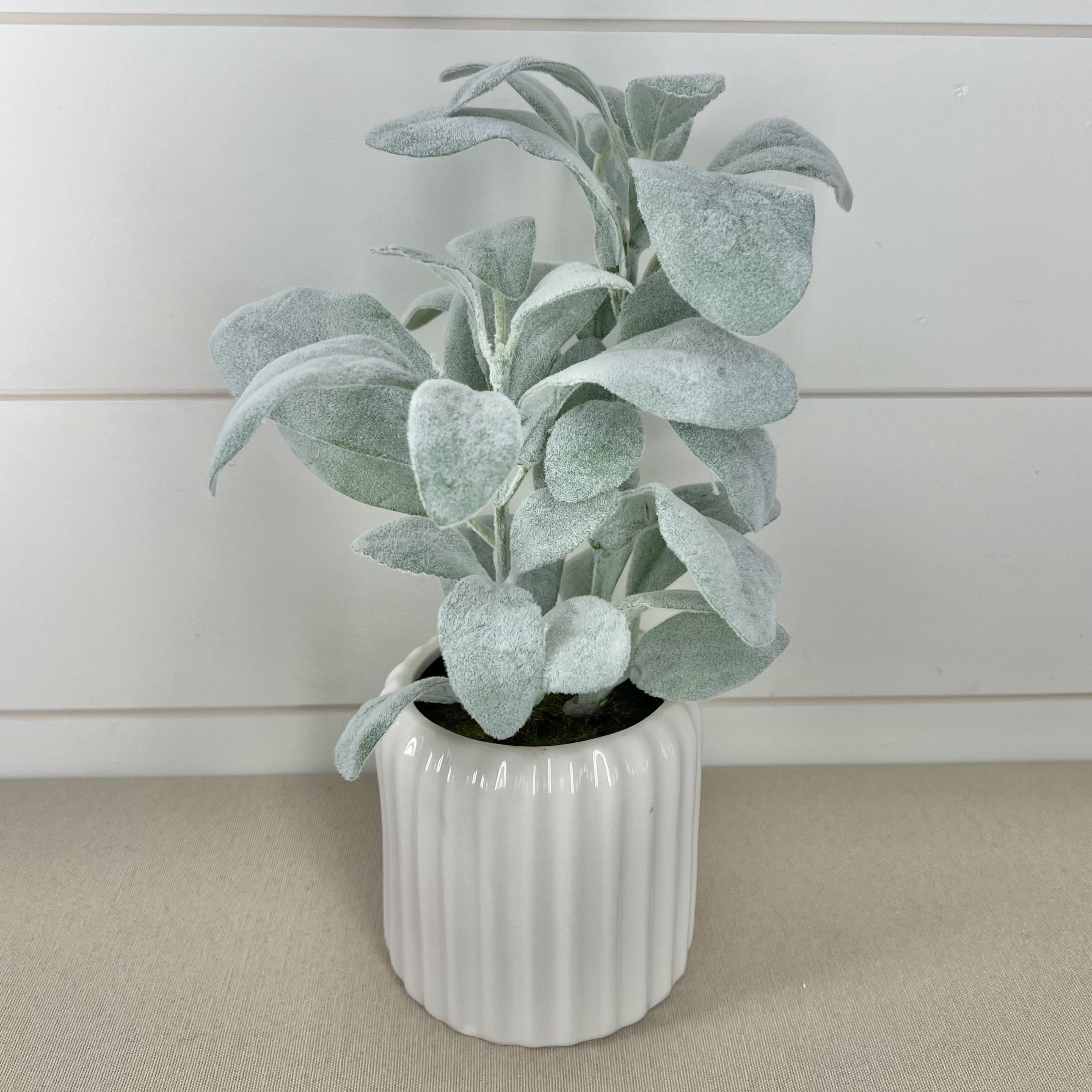 can you plant lamb's ear in a pot Faux Plant & Pot