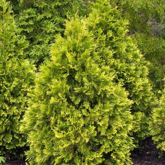 Arborvitae