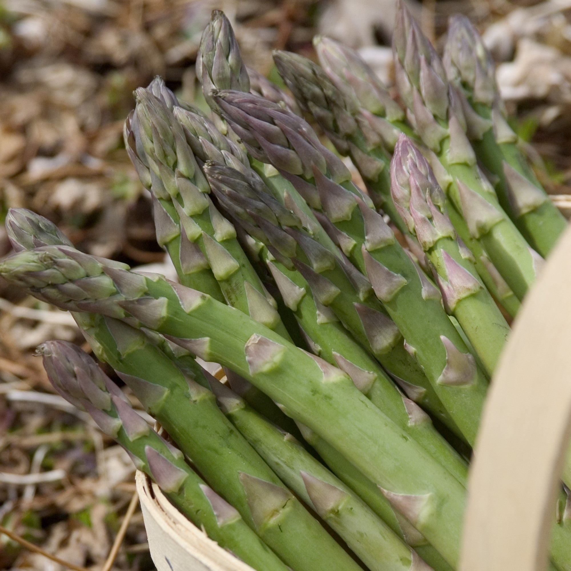 Asparagus Jersey Knight SheyWest