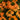 Coneflower - Artisan Soft Orange