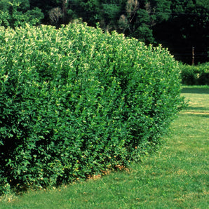 Hedge - Cotoneaster