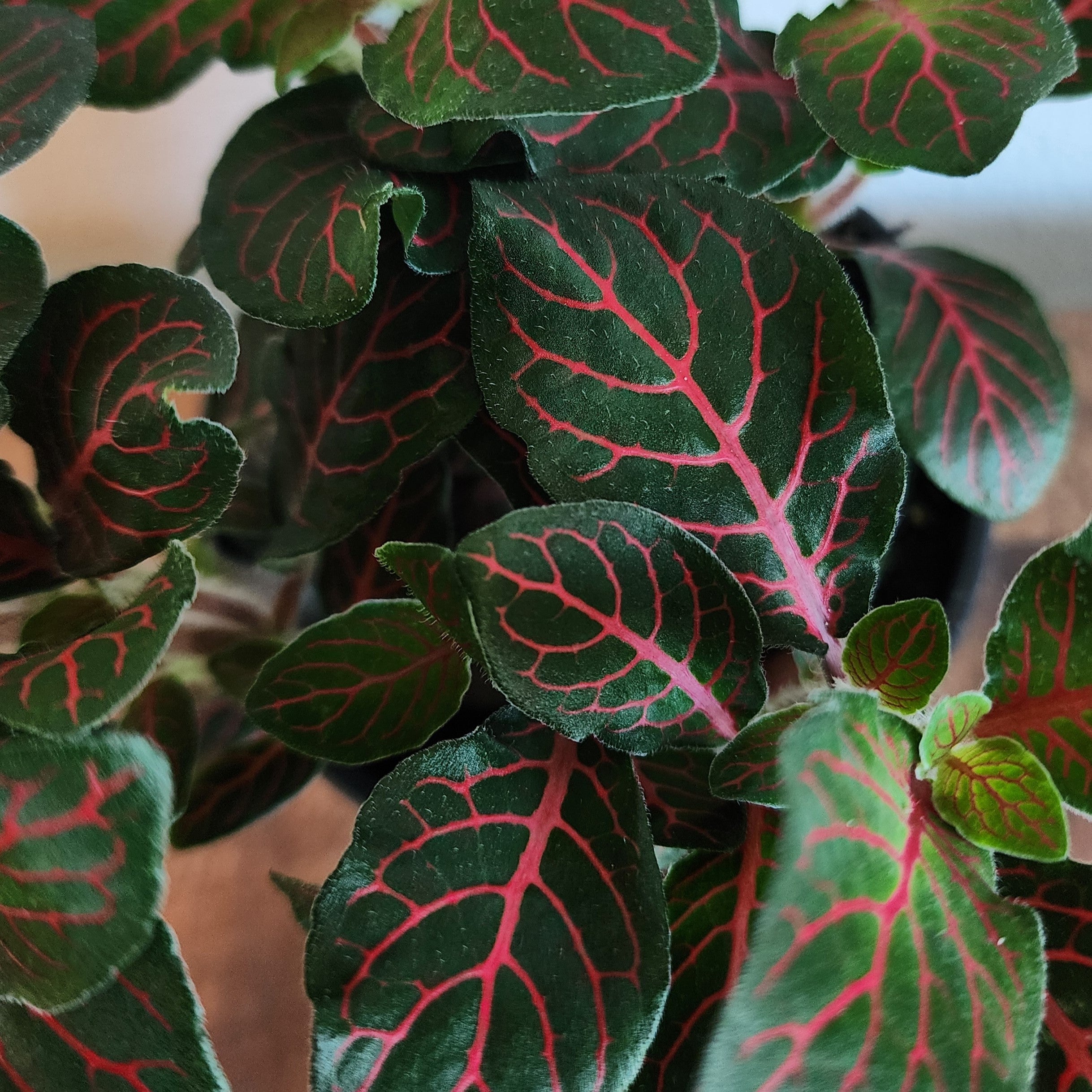 red vein indoor plant Nerve Plant