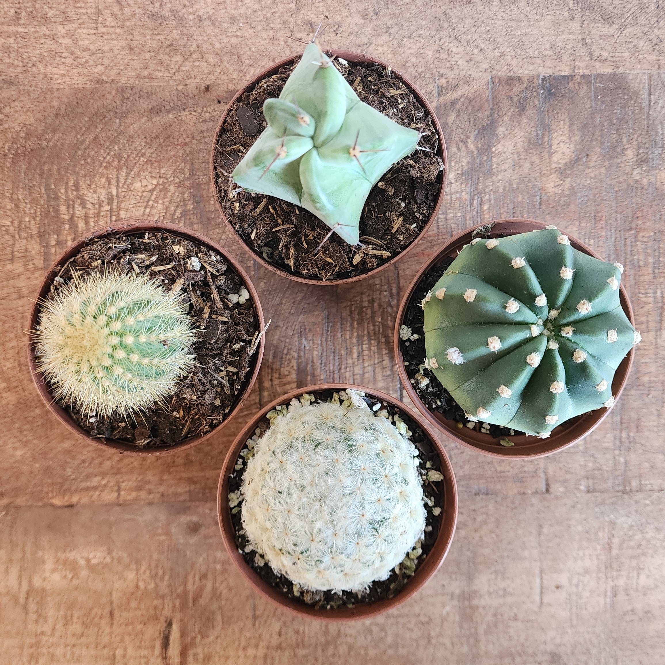 succulents fargo nd Cactus