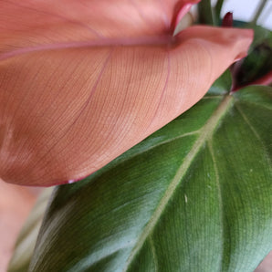 Philodendron - Red Leaf