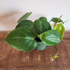 Philodendron - Heart Leaf