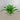 Garden Decor - Green Agave