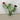 Garden Decor - Mint Saguaro
