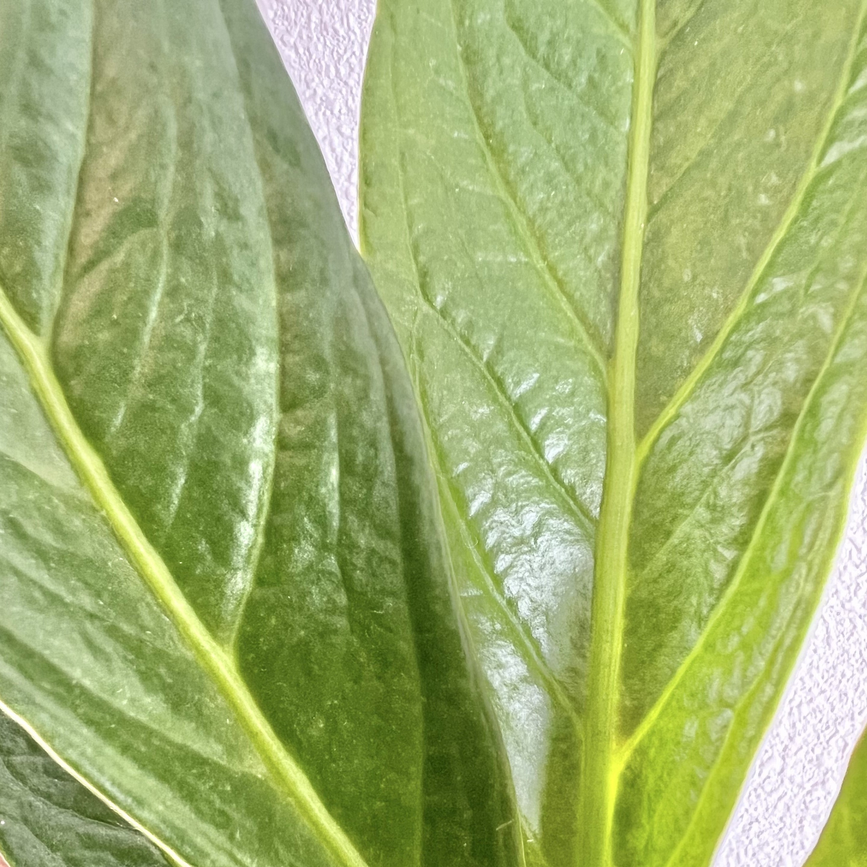 cobra anthurium Anthurium