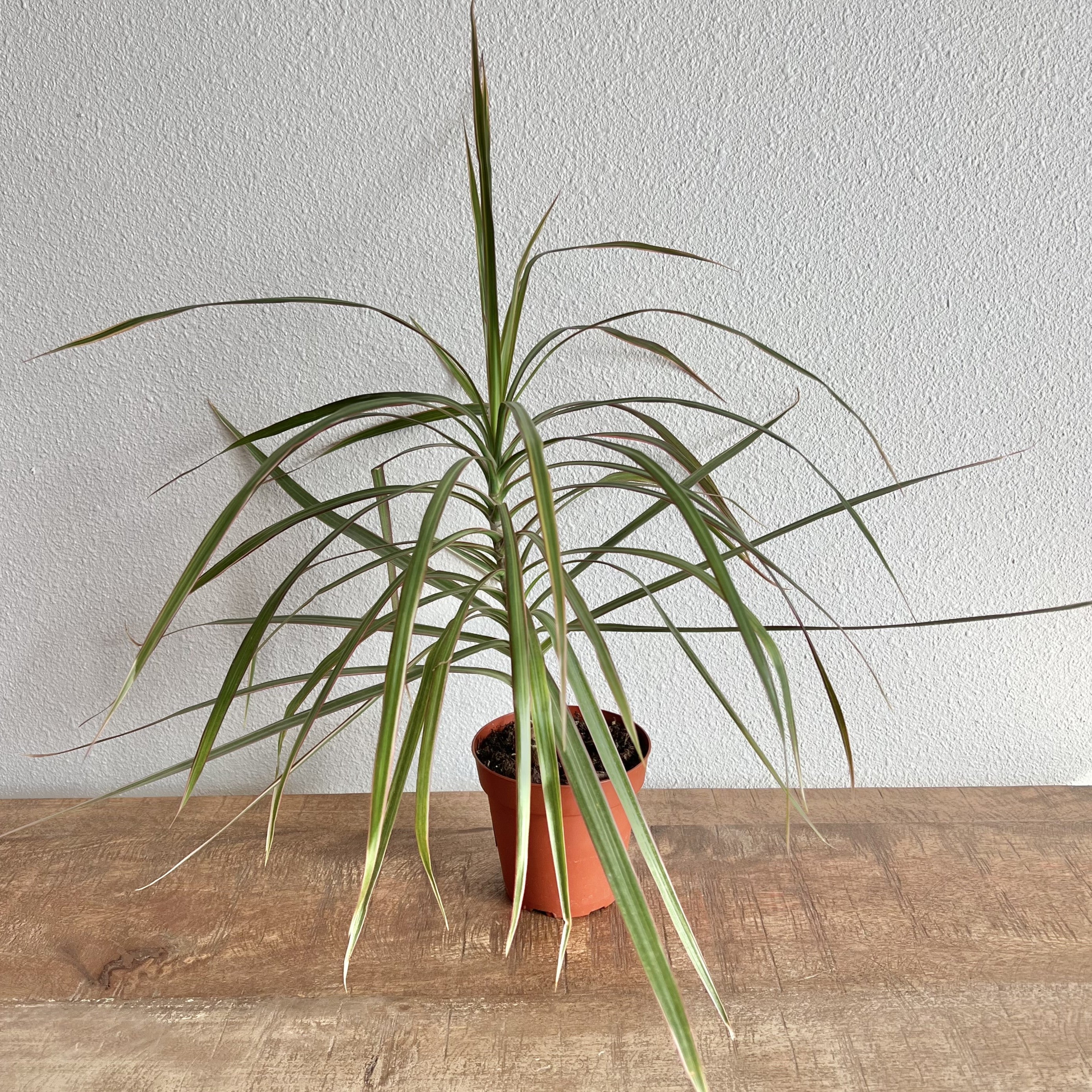 dracaena thin stem Dracaena