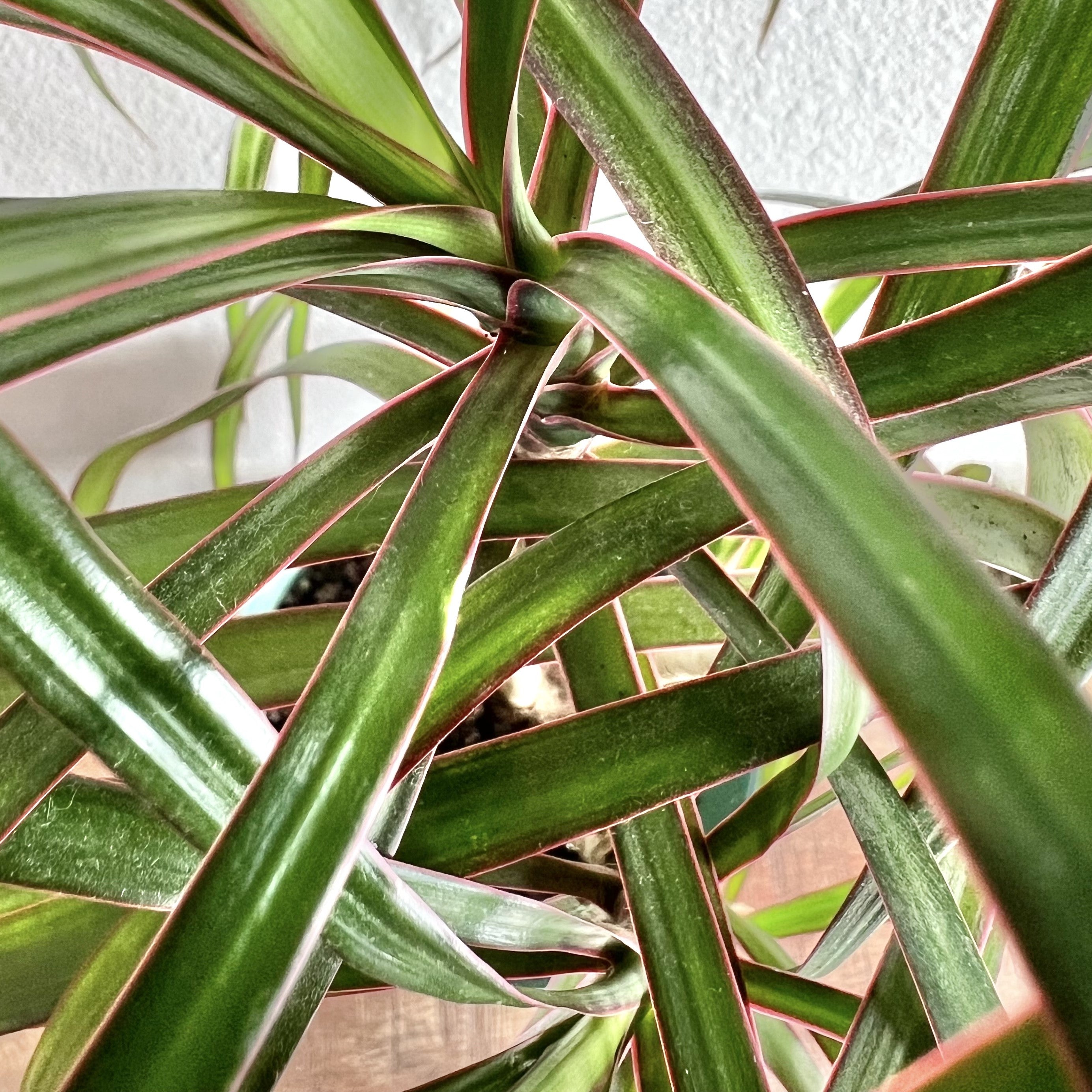 dracaena tri color Dracaena