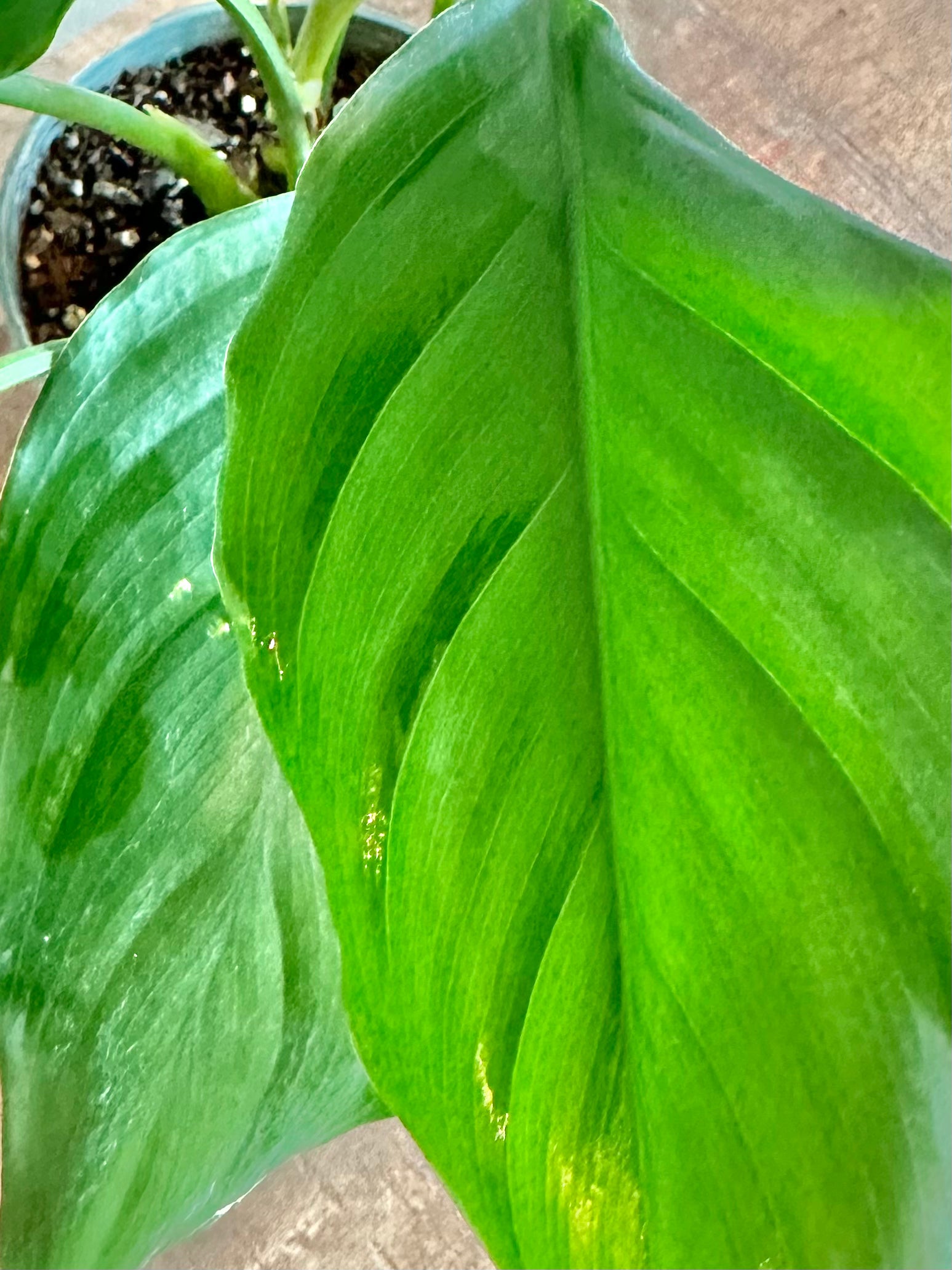 aglaonema modestum schott ex engl Aglaonema
