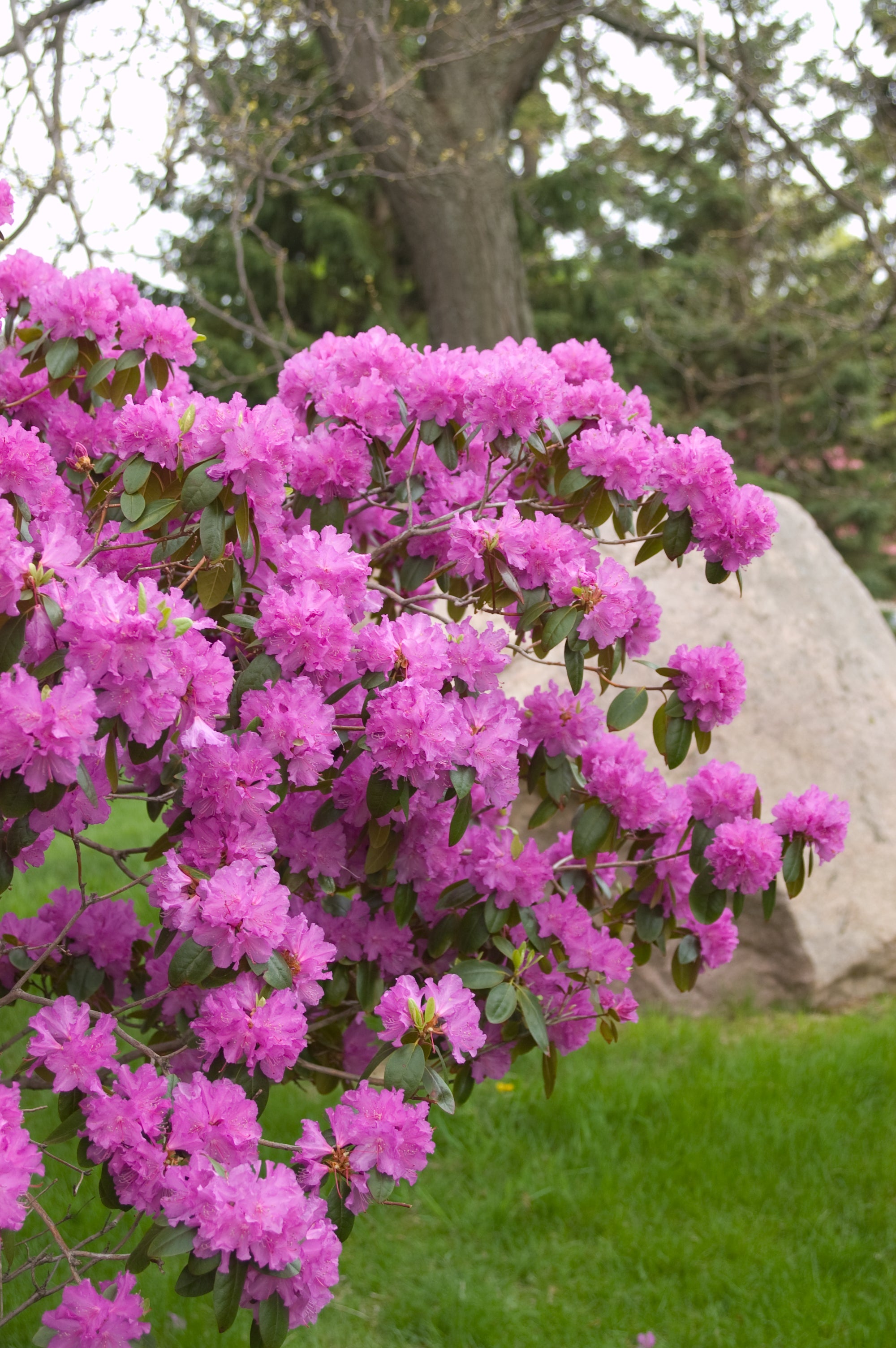 Rhododendron - P.J.M. – SheyWest