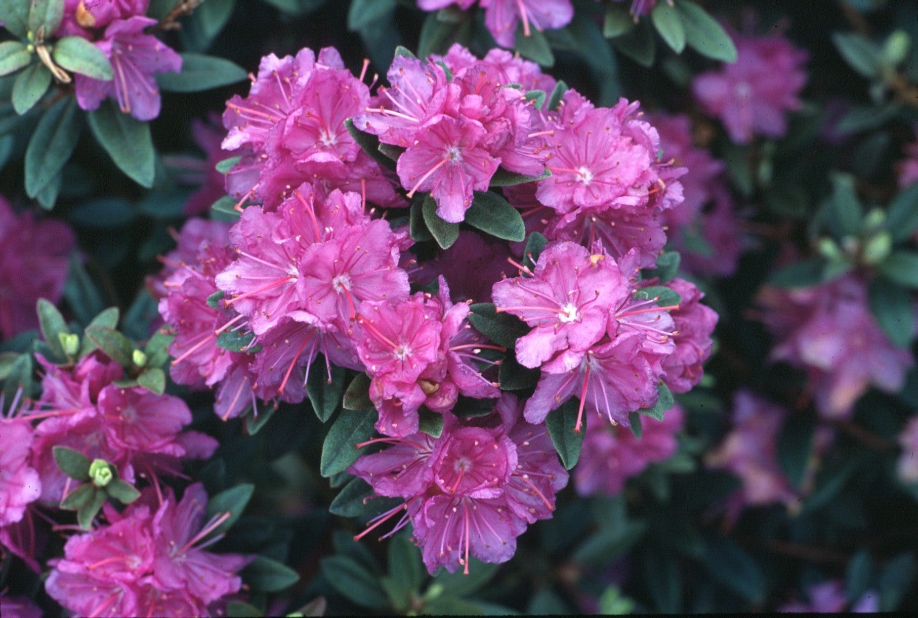 Rhododendron