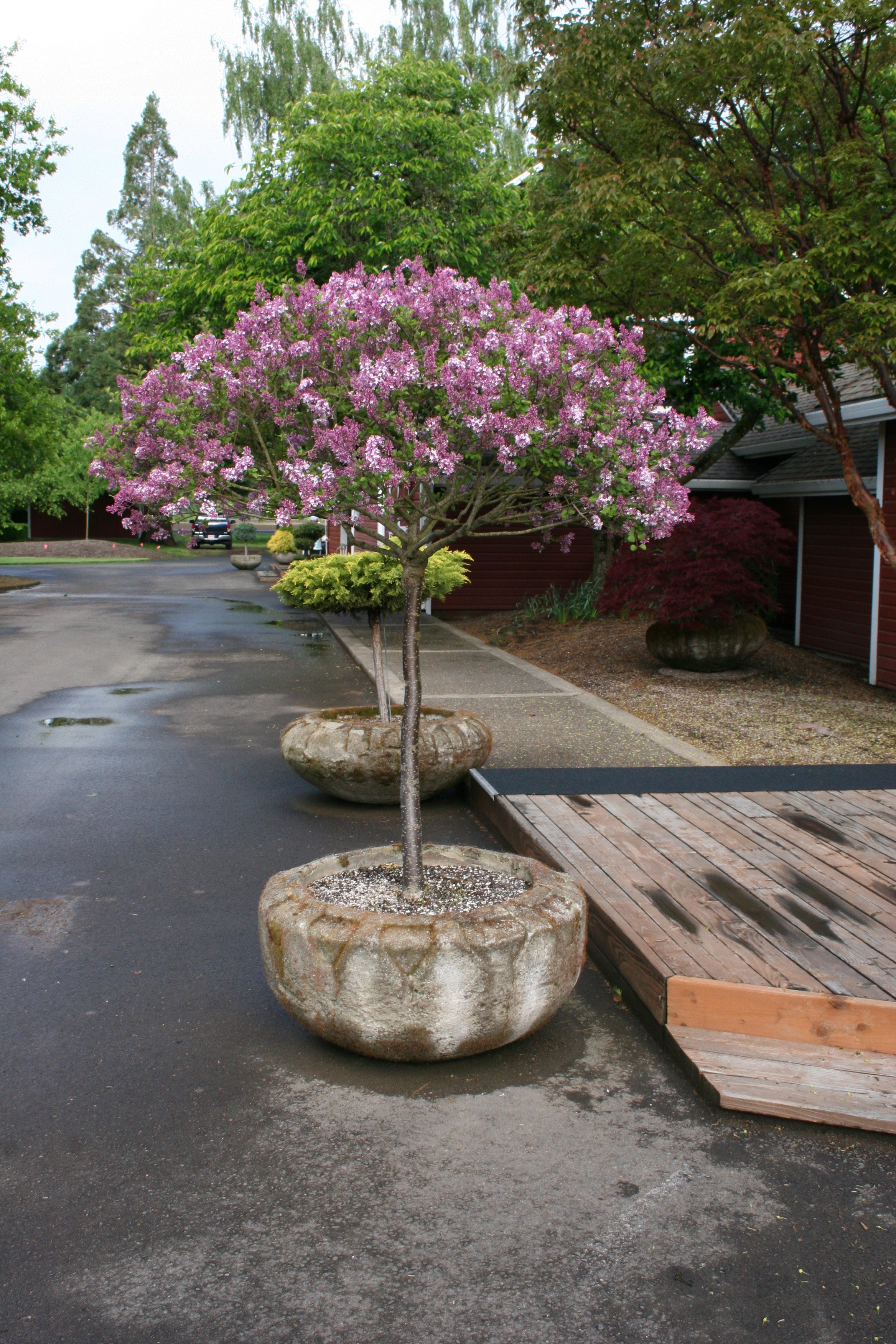 korean lilac bonsai tree Lilac Tree