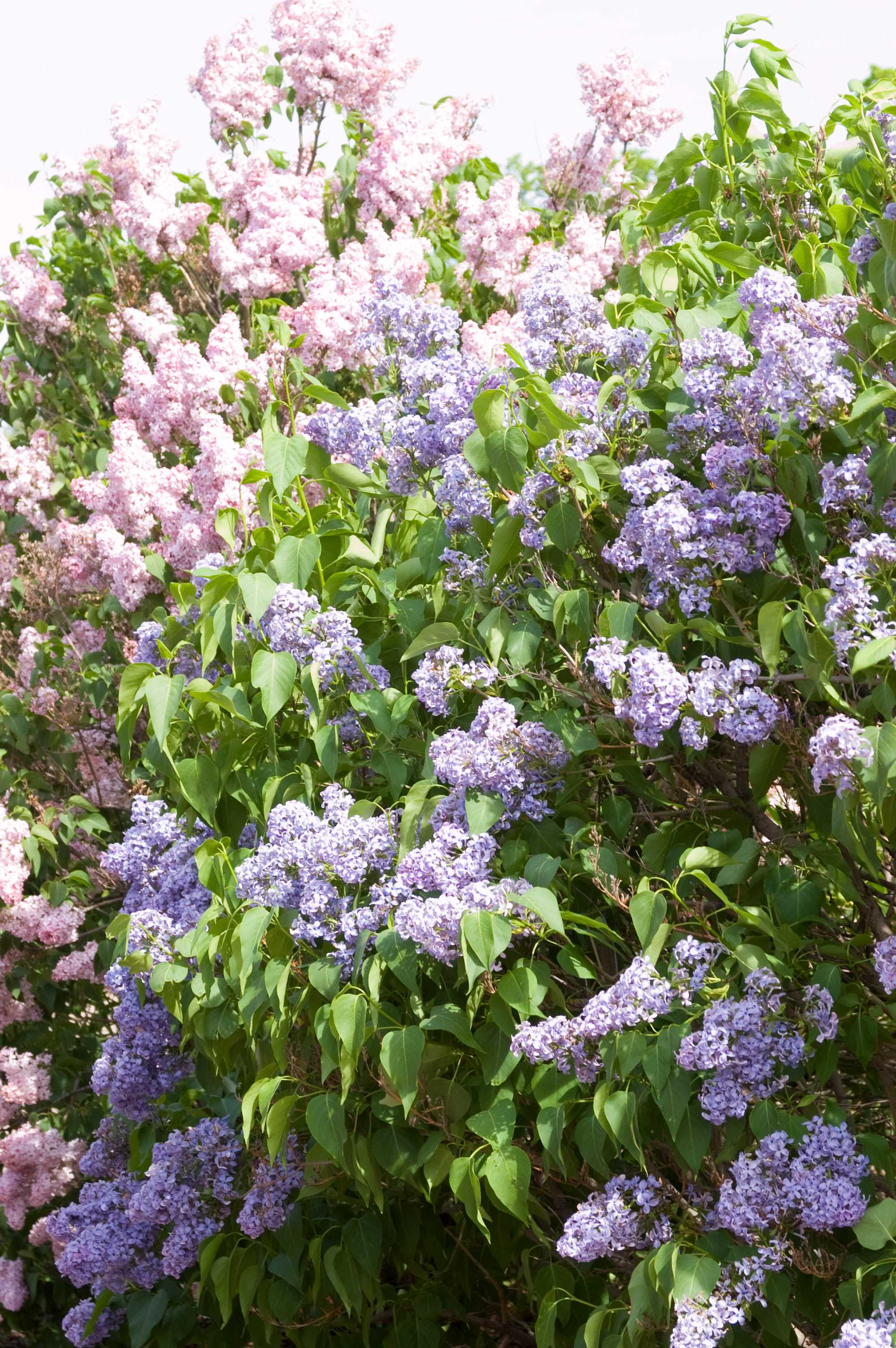 Lilac - Wedgewood Blue – SheyWest