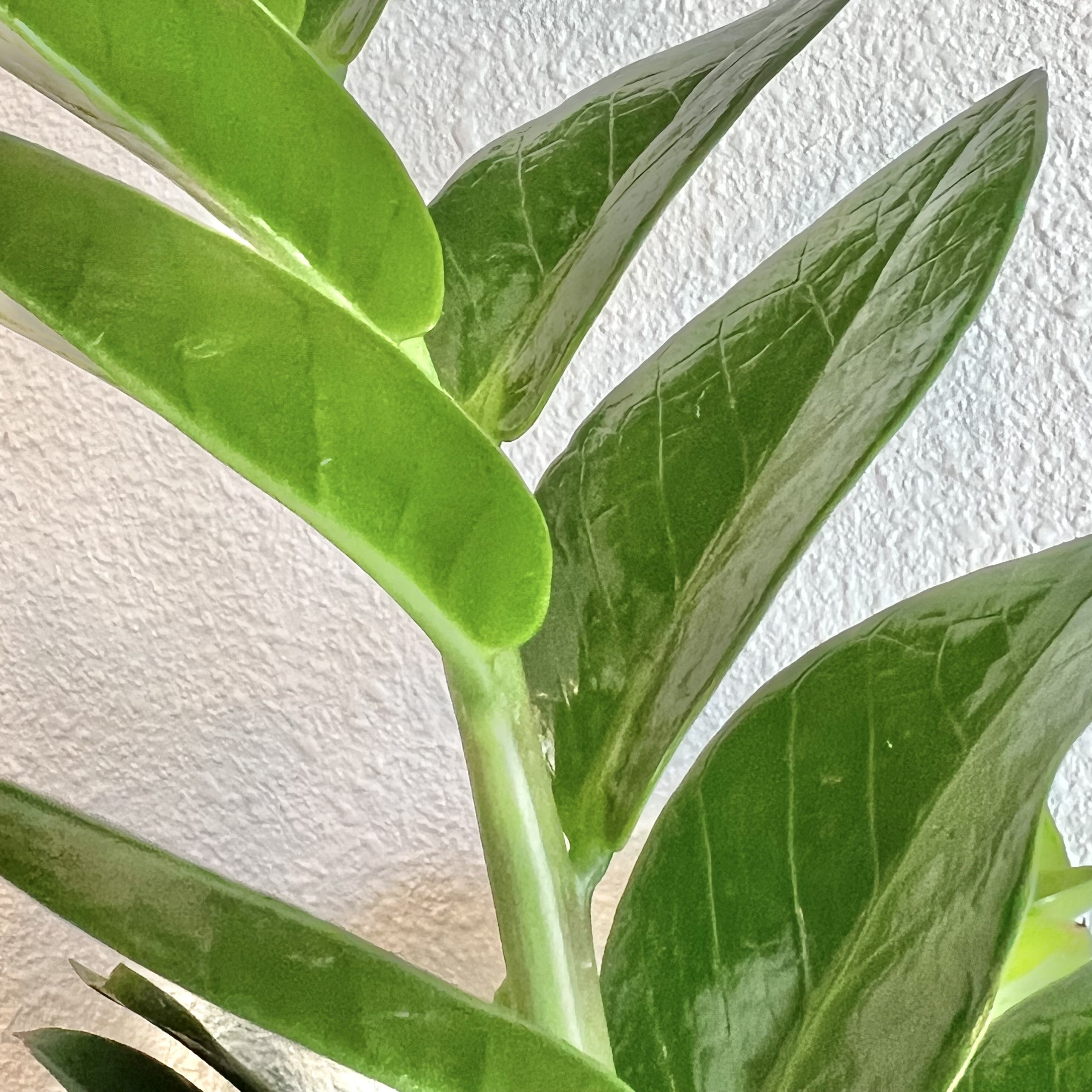 hybrid zz plant ZZ Plant