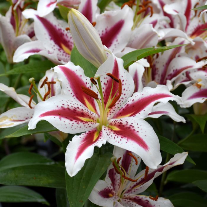 asiatic lily cost Asiatic Lily