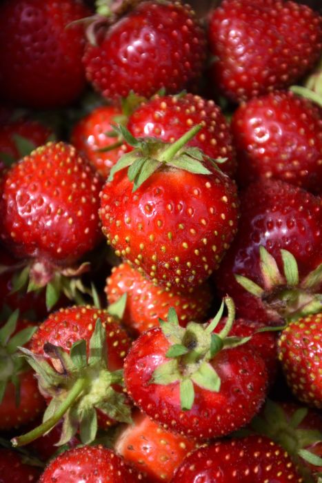 eversweet strawberry seeds Strawberry