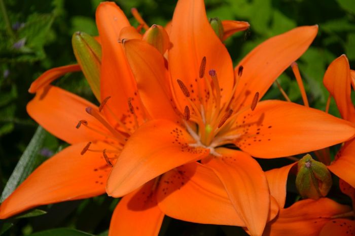 Asiatic Lily