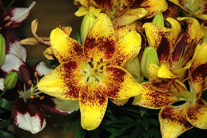 asiatic lily tiny nugget Asiatic Lily