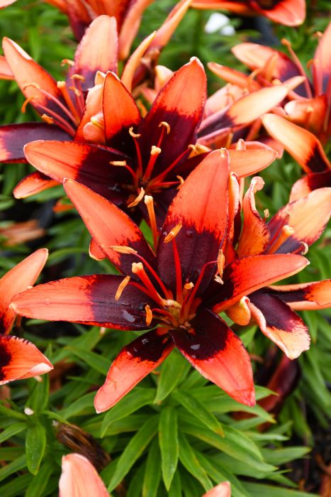 tiny dancer asiatic lily Asiatic Lily