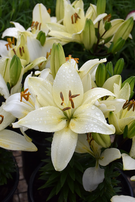tiny crystal asiatic lily Asiatic Lily