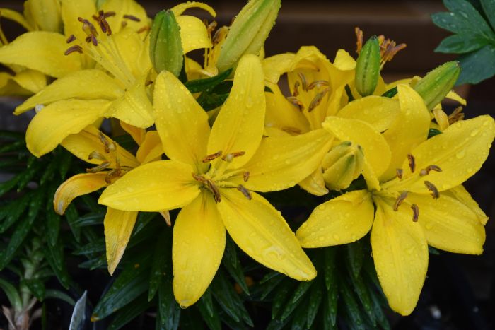 tiny toons asiatic lily Asiatic Lily